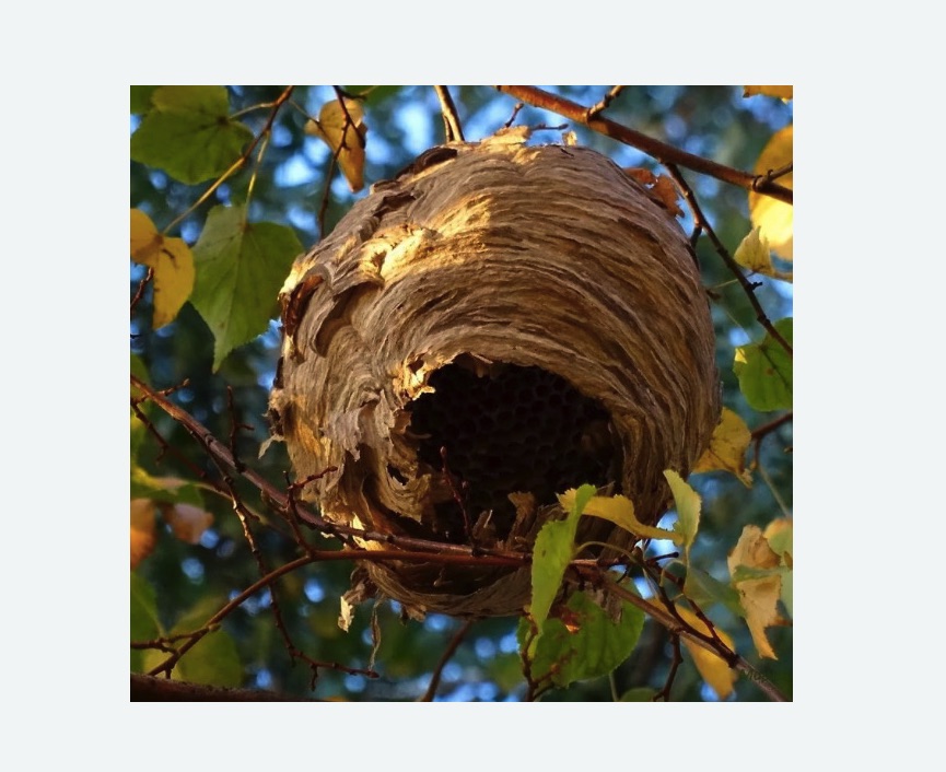 Обработка от шершней Волоколамская метро Москвы