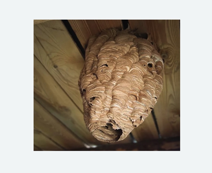 обработка от шершней Волоколамская метро Москвы