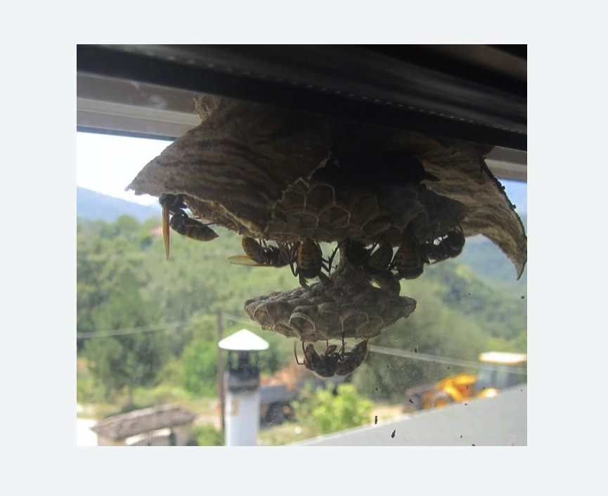 Уничтожение гнёзд шершней Волоколамская метро Москвы