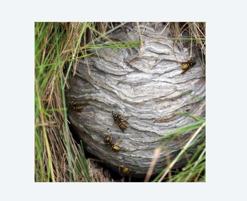 Уничтожение ос и ульев Волоколамская метро Москвы